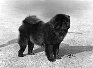Fall / Chow Chow / 1967 fall chow chow 1967