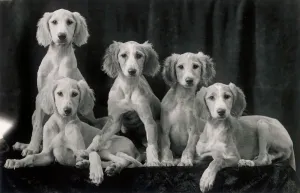 FALL / SALUKI / 1934 fall saluki 1934