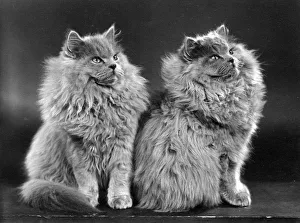 New Images January 2019, 10144552 new images january 2019 10144552