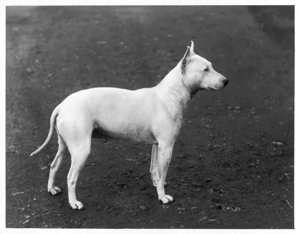 Early Bull Terrier Print 1898 Faultless Art Prints