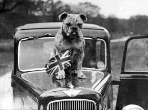 british bulldog