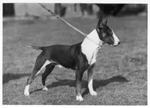 bull terrier lead 1946