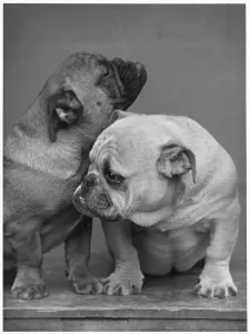 fall bulldog puppies 33