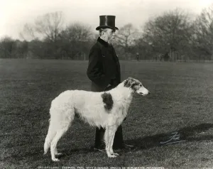 thomas fall borzoi